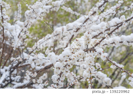 Snow covers sakura blossom branches, late spring snowfall in orchard. Concept of snow damage, spring frost, crop risk, climate change, weather impact, blossom survival 139220962