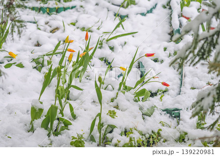 Snow covers tulips, garden plants after late April snowfall in spring flower bed. Concept of snow surprise, climate shift, seasonal change, gardening risk, nature contrast, weather impact Snow covers tulips, garden plants after late April snowfall in spring flower bed. Concept of snow surprise, climate shift, seasonal change, gardening risk, nature contrast, weather impact 139220981