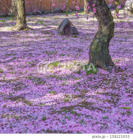 春の訪れ：地面を彩る満開のピンクのしだれ梅の花びらの絨毯 139221033