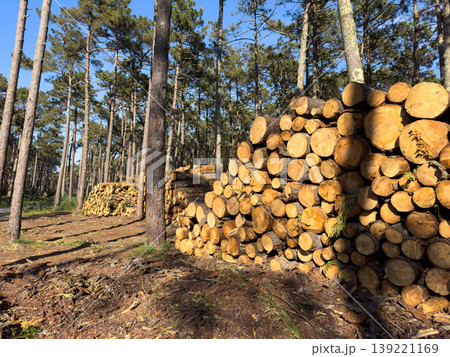 Pine Timber Piles in the Perimetro Florestal das Dunas de Ovar Pine Timber Piles in the Perimetro Florestal das Dunas de Ovar 139221169