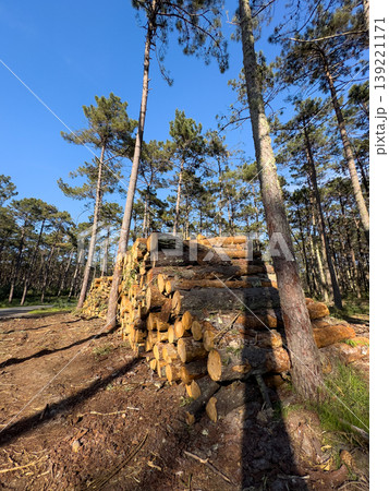 Harvested Pine Timber Stacked in Perimetro Florestal das Dunas de Ovar 139221171