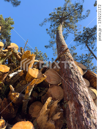 Low Angle View of Pine Timber Stack and Standing Trees in Ovar Forest 139221172
