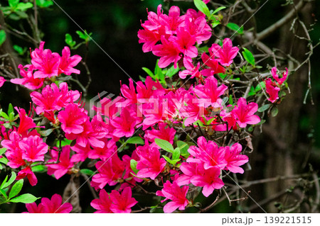 ツツジ科キリシマツツジの開花 ツツジ科キリシマツツジの開花 139221515