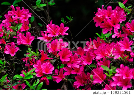 ツツジ科キリシマツツジの開花 ツツジ科キリシマツツジの開花 139221561