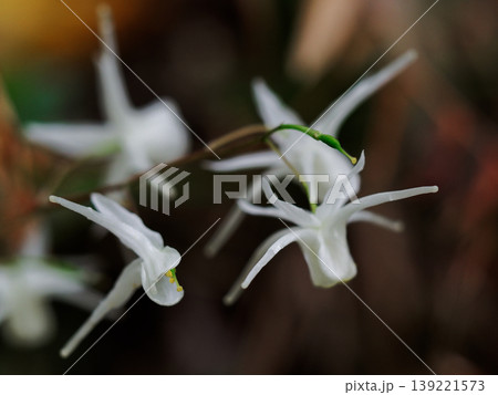 春の山野草 トキワイカリソウ開花 春の山野草 トキワイカリソウ開花 139221573