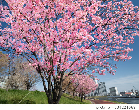 都立汐入公園　陽光のサクラ並木　　東京都 139221668