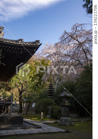 鎌倉26324 安国論寺3 枝垂れ桜 鎌倉26324 安国論寺3 枝垂れ桜 139221706