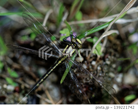 サナエトンボ科ホンサナエ♀の羽化 139221742