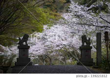 鎌倉2641　建長寺4　桜 139221812