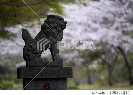 鎌倉2641　建長寺2　桜 139221814