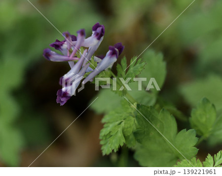 ケシ科ムラサキケマンの花 ケシ科ムラサキケマンの花 139221961