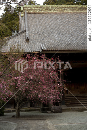 鎌倉26328 妙本寺57夕景の海棠 鎌倉26328 妙本寺57夕景の海棠 139222064