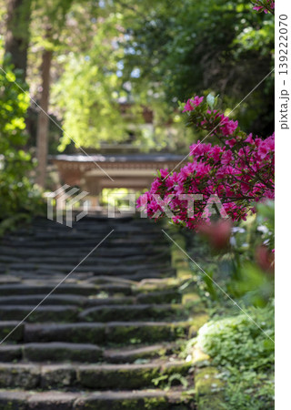 鎌倉26416 浄智寺6 シャガ&ツツジ 鎌倉26416 浄智寺6 シャガ&ツツジ 139222070