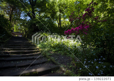 鎌倉26416 浄智寺5 シャガ&ツツジ 鎌倉26416 浄智寺5 シャガ&ツツジ 139222071