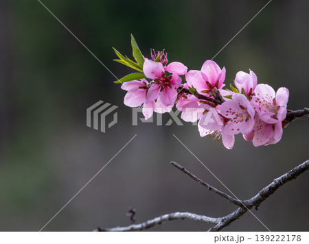 春の訪れを告げる桜の花 春の訪れを告げる桜の花 139222178