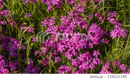 ground cover ground cover 139222198