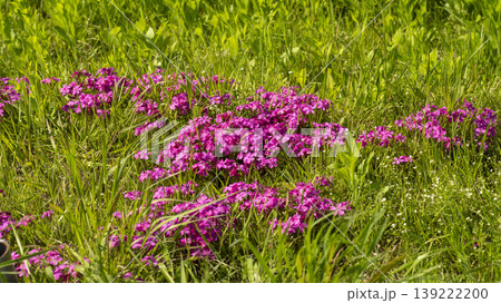 ground cover ground cover 139222200