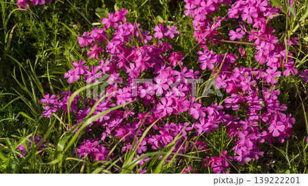 ground cover 139222201