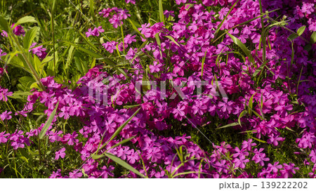 ground cover 139222202