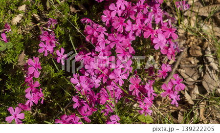 ground cover 139222205