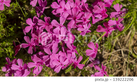 ground cover ground cover 139222206