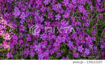 ground cover ground cover 139222207