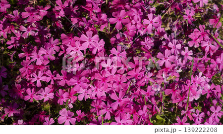 ground cover ground cover 139222208