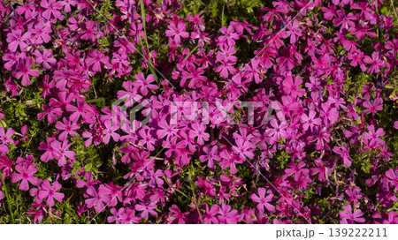 ground cover ground cover 139222211