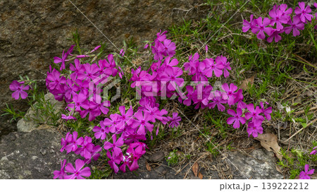 ground cover 139222212