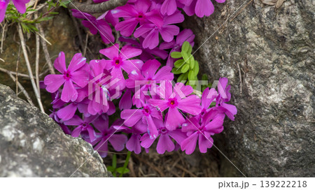 ground cover 139222218