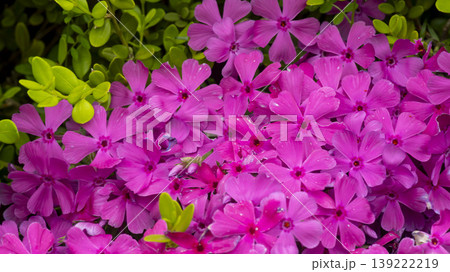 ground cover ground cover 139222219