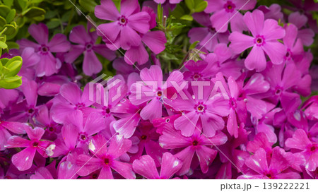 ground cover 139222221