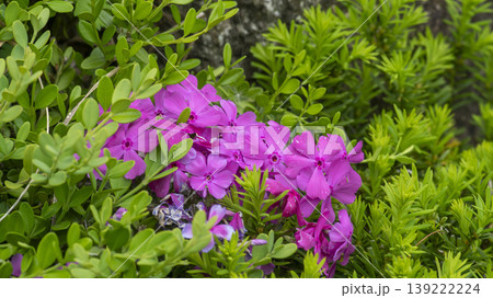 ground cover ground cover 139222224