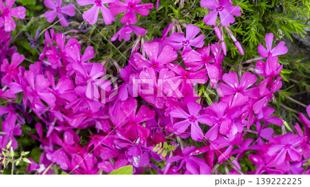 ground cover ground cover 139222225