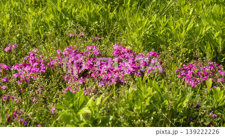ground cover ground cover 139222226