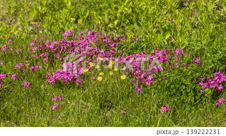 ground cover ground cover 139222231