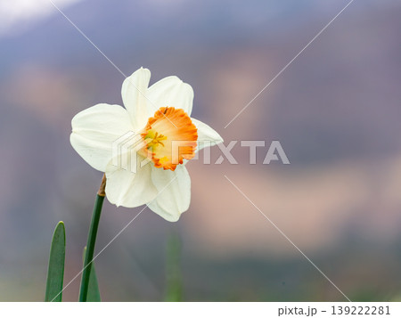 水仙の花 139222281