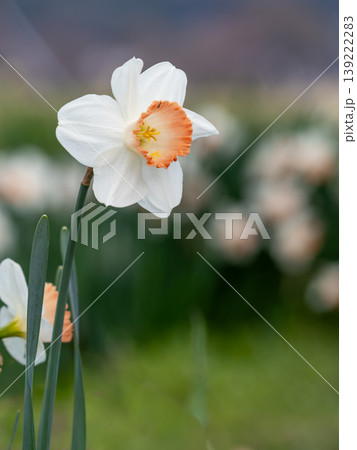 水仙の花 139222283