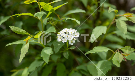 Rowan Rowan 139222289