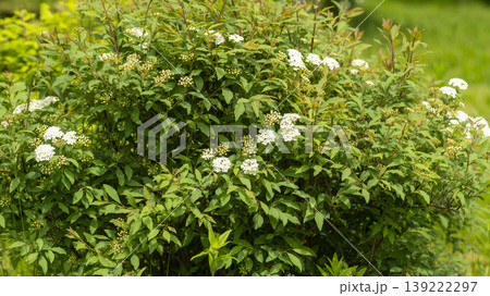 Rowan Rowan 139222297
