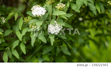 Rowan Rowan 139222301