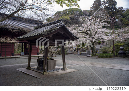 鎌倉26328　妙本寺10　桜 139222319