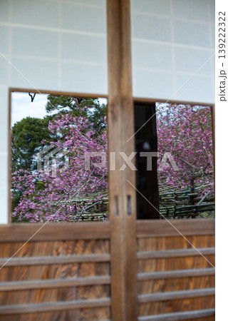鎌倉26330 光則寺3 海棠 鎌倉26330 光則寺3 海棠 139222322