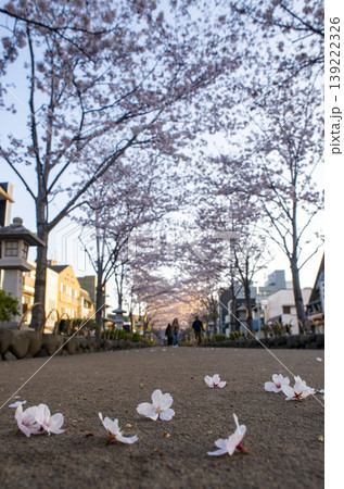 鎌倉2643　鶴岡八幡宮1　桜 139222326