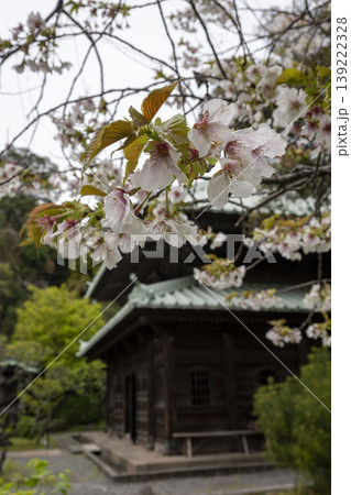 鎌倉2645 英勝寺1 桜 鎌倉2645 英勝寺1 桜 139222328