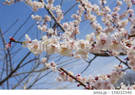 Apricot flower on nature background Apricot flower on nature background 139222340