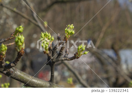It is a pear tree flower bud. It is a pear tree flower bud. 139222341