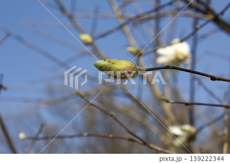 It is a star magnolia flower bud. It is a star magnolia flower bud. 139222344
