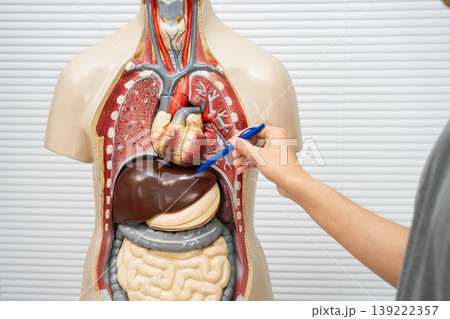 Student teenage learning anatomy biology with human body model in classroom at high school. Student teenage learning anatomy biology with human body model in classroom at high school. 139222357