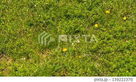 Dandelion Dandelion 139222370